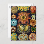 Ascidiae von Ernst Haeckel, Vintage Meerestiere Postkarte (Vorne/Hinten)
