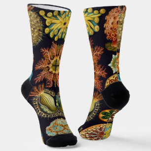 Ascidiae von Ernst Haeckel, Vintage Meerestiere Socken