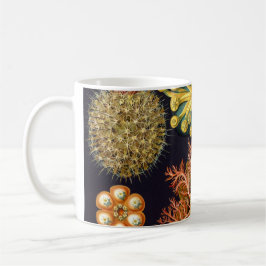Ascidiae von Ernst Haeckel, Vintage Meerestiere Tasse