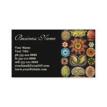 Ascidiae von Ernst Haeckel, Vintage Meerestiere