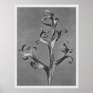 Asclepias Syriaca (Common Milkweed) vergrößert 18  Poster