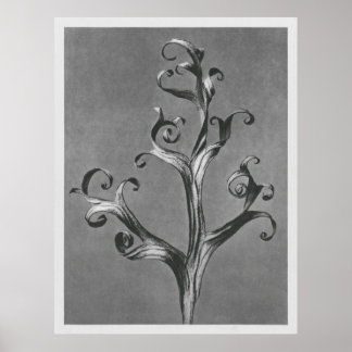 Asclepias Syriaca (Common Milkweed) vergrößert 18  Poster