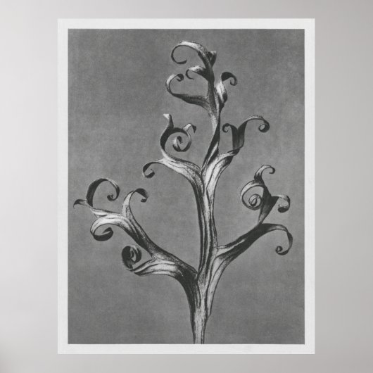 Asclepias Syriaca (Common Milkweed) vergrößert 18 Poster (Vorne)