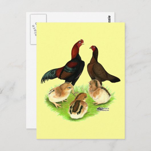 Aseel Black Red Chicken Family Postkarte (Vorne/Hinten)