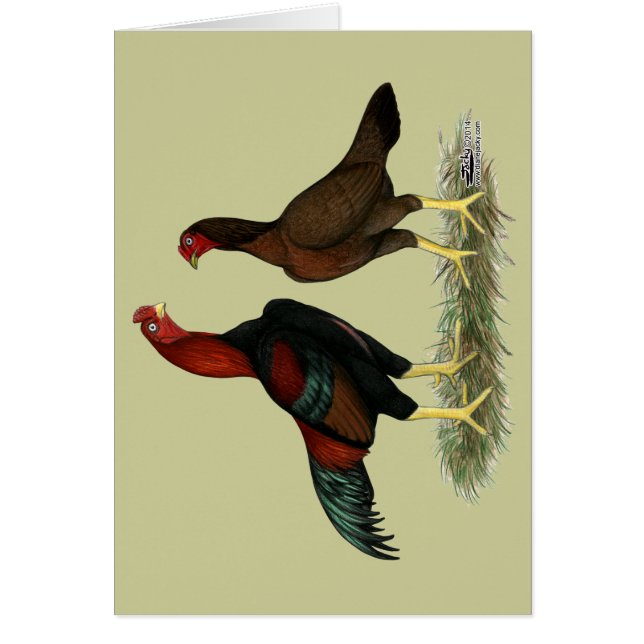 Aseel Black Red Chickens (Vorne)