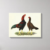 Aseel Black Red Chickens Leinwanddruck (Vorderseite)