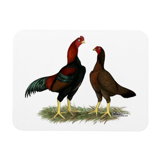 Aseel Black Red Chickens Magnet (Horizontal)