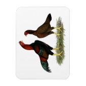 Aseel Black Red Chickens Magnet (Vertikal)