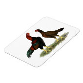 Aseel Black Red Chickens Magnet (Linke Seite)