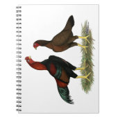 Aseel Black Red Chickens Notizblock (Vorderseite)