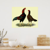 Aseel Black Red Chickens Poster (Küche)