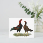 Aseel Black Red Chickens Postkarte (Stehend Vorderseite)