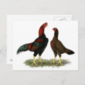 Aseel Black Red Chickens Postkarte (Vorne/Hinten)