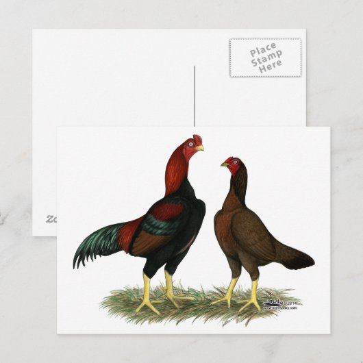 Aseel Black Red Chickens Postkarte (Vorne/Hinten)