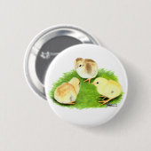 Aseel Weizen Küken Button (Vorne & Hinten)