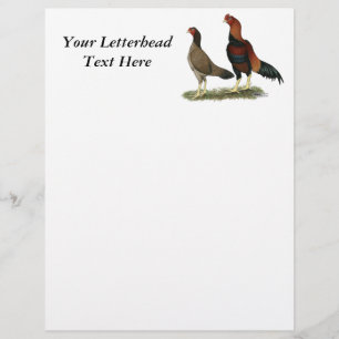 Aseel Wheaten Chickens