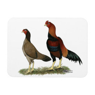 Aseel Wheaten Chickens Magnet