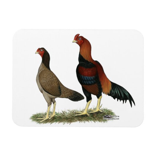 Aseel Wheaten Chickens Magnet (Horizontal)