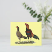 Aseel Wheaten Chickens Postkarte (Stehend Vorderseite)