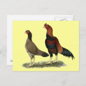 Aseel Wheaten Chickens Postkarte (Vorne/Hinten)