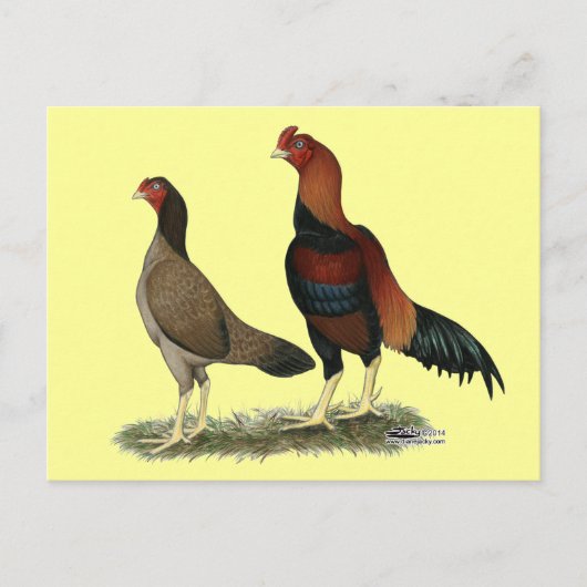 Aseel Wheaten Chickens Postkarte (Vorderseite)