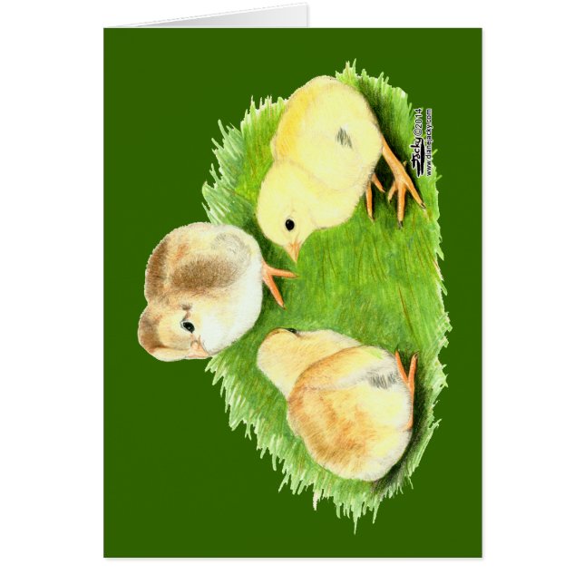 Aseel Wheaten Chicks (Vorne)
