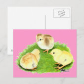 Aseel Wheaten Chicks Postkarte (Vorne/Hinten)