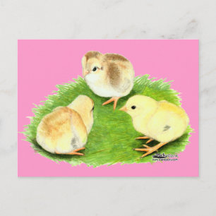 Aseel Wheaten Chicks Postkarte