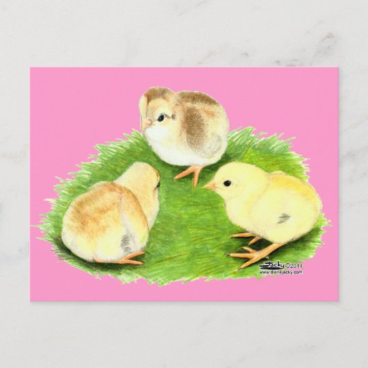 Aseel Wheaten Chicks Postkarte (Vorderseite)