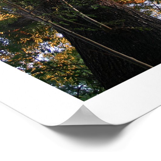 Ash Tree Foto Poster (Ecke)