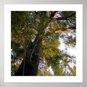 Ash Tree Photo Poster