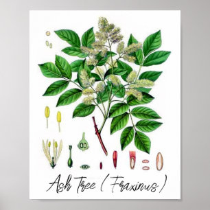 Ash Tree Vintage botanische Illustration Poster