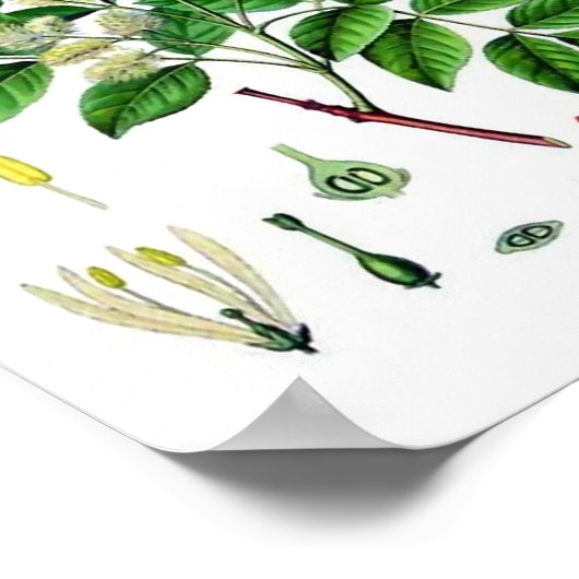 Ash Tree Vintage botanische Illustration Poster (Ecke)