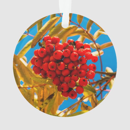 Ashberry Ornament (Rückseite)