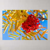 Ashberry Poster (Vorne)