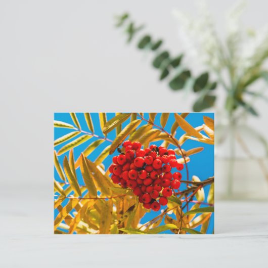 Ashberry Postkarte (Stehend Vorderseite)