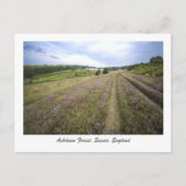 Ashdown Forest Postkarte (Vorderseite)