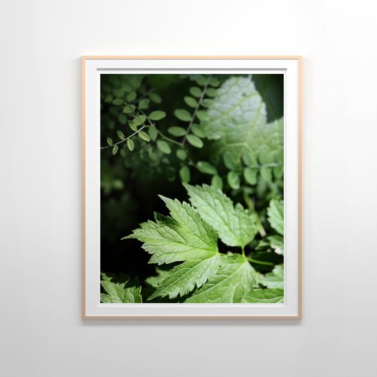 Ashland Ferns in der Waldfotografie Poster