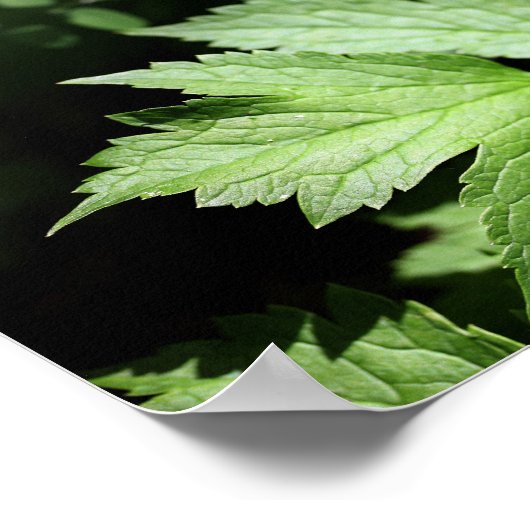 Ashland Ferns in der Waldfotografie Poster (Ecke)