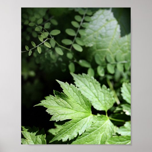 Ashland Ferns in der Waldfotografie Poster (Vorne)