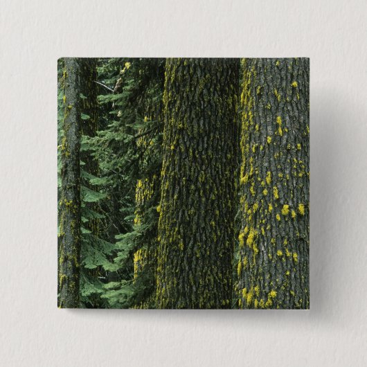 Ashland, Rogue RIver National Forest, Button (Vorderseite)