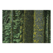 Ashland, Rogue RIver National Forest, Fotodruck (Vorne)