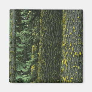 Ashland, Rogue RIver National Forest, Magnet