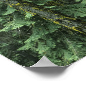 Ashland, Rogue RIver National Forest, Poster (Ecke)