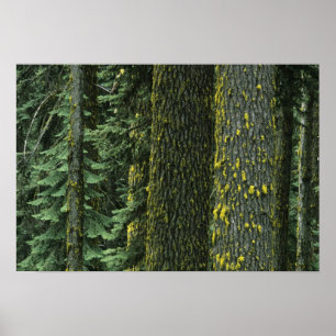 Ashland, Rogue RIver National Forest, Poster
