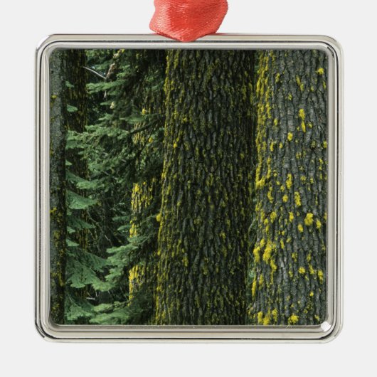 Ashland, Rogue RIver National Forest, Silbernes Ornament (Vorne)