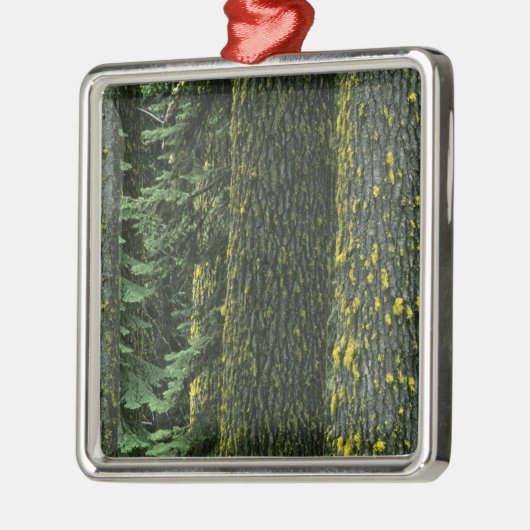 Ashland, Rogue RIver National Forest, Silbernes Ornament (Links)
