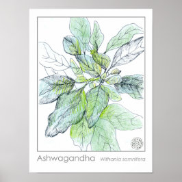 Ashwagahanda Pflanze Health Medicinal Herb Poster