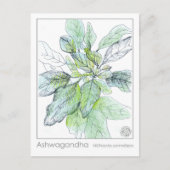 Ashwagandha Materia Medica Herbal Study Card Postkarte (Vorderseite)