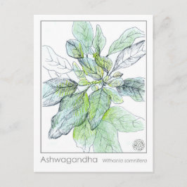 Ashwagandha Materia Medica Herbal Study Card Postkarte
